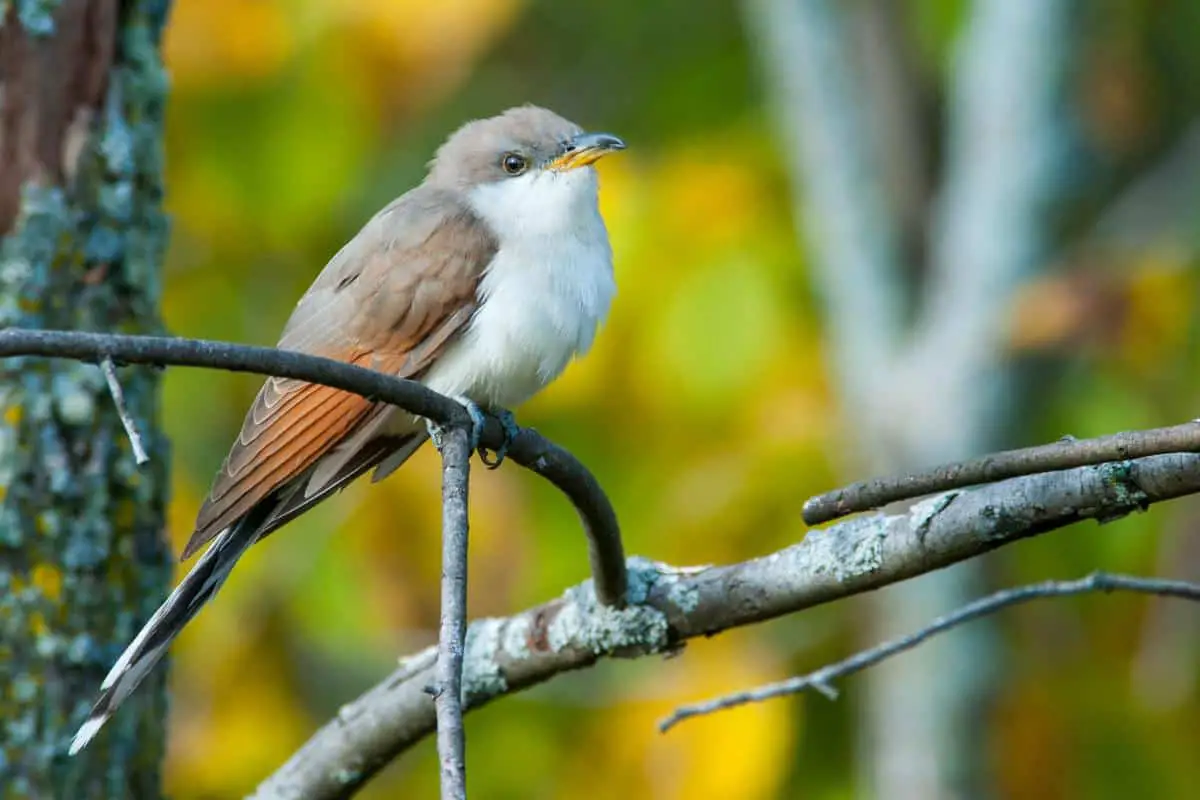 Yellow-billed cuckoo perching