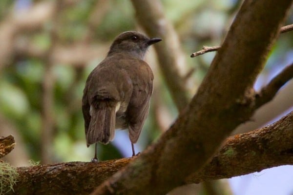 Adult omao bird