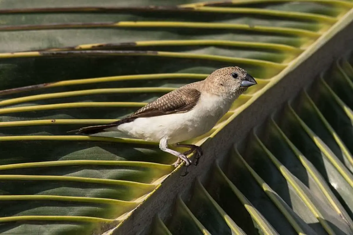 African silverbill on coconut fond