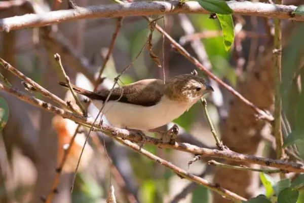 African silverbill perched