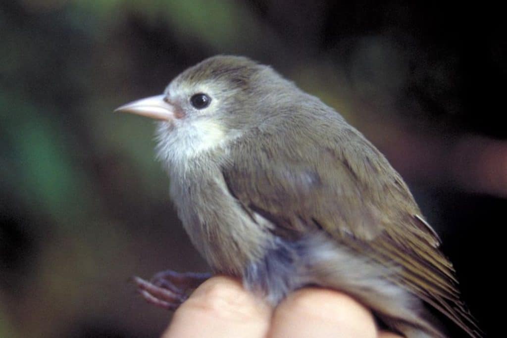 akikiki-oreomystis-bairdi-hawaii-bird-guide