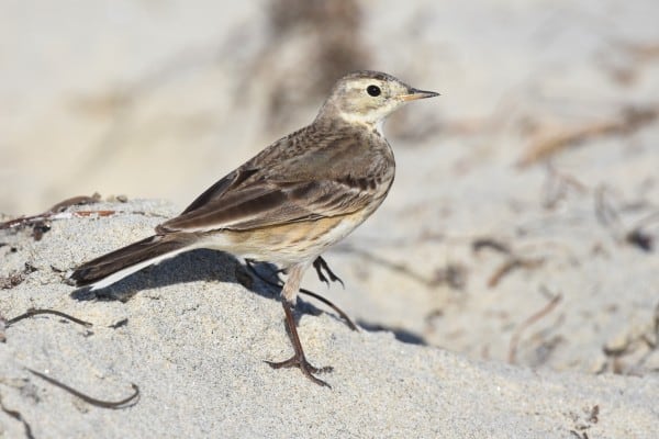 American pipit on sand