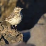 American pipit standing on a rock