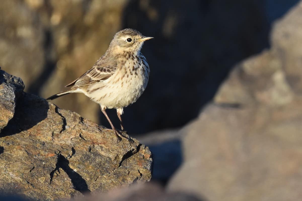 American pipit standing on a rock