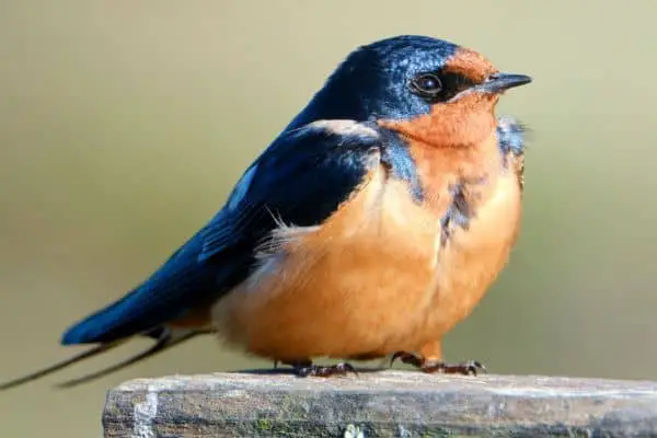 Barn swallow perched on a log