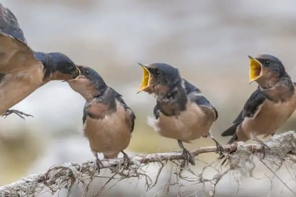 Barn swallows being fed