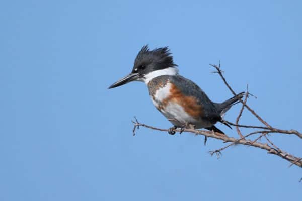 Belted kingfisher on dead limb