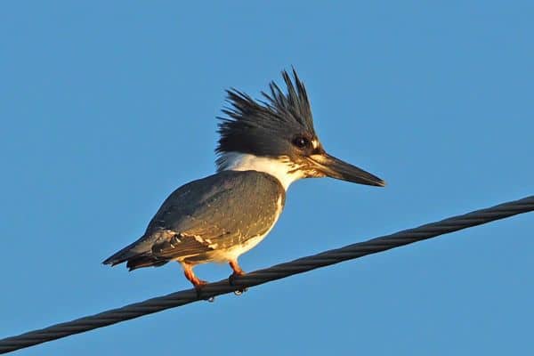 Belted kingfisher perched on wire