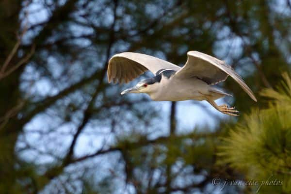 Black-crowned night-heron in flight
