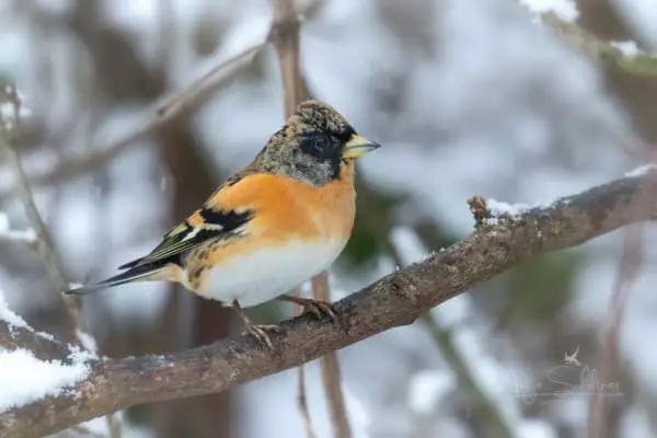 Brambling perched on a tree branch