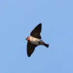 Cliff swallow in flight
