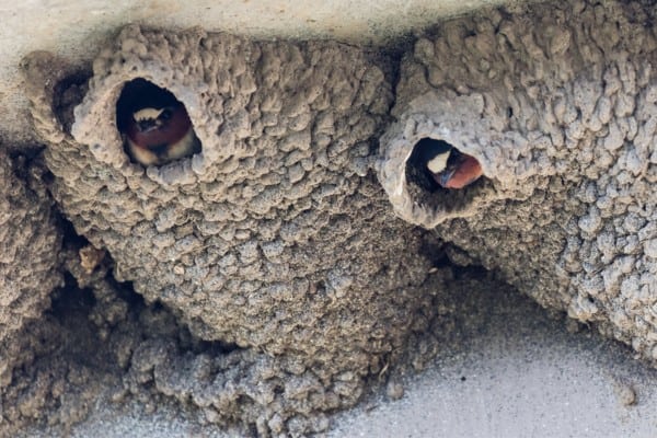 Cliff swallows on mud nest