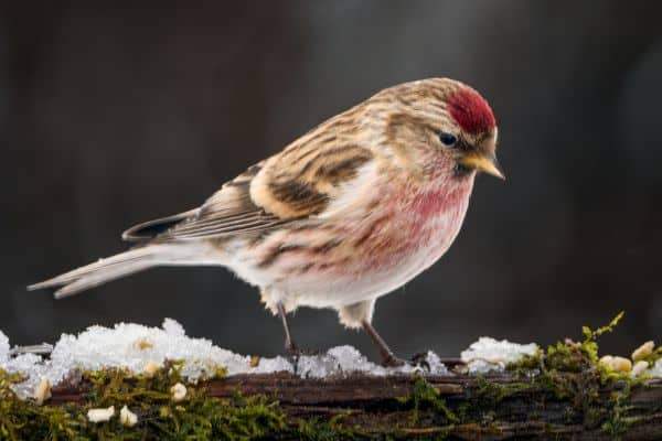 Common redpoll on a log