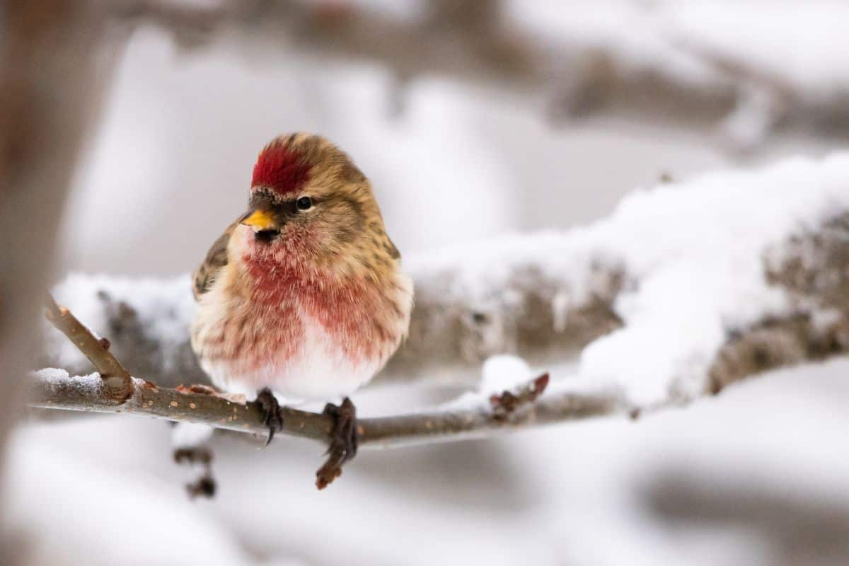 Common redpoll perches on a snowy branch