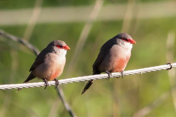 Common waxbills perched