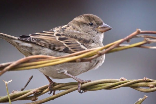 Female house sparrow perched on vine