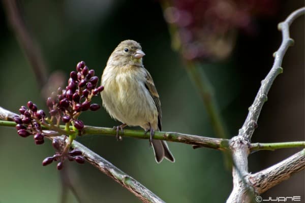 Female island canary