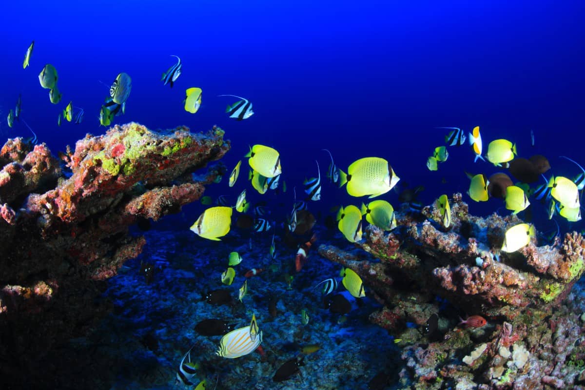 Fishes on deep reef