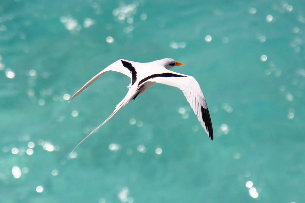 Flying white-tailed tropicbird