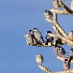 Group of java sparrows on tree branches