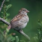 House sparrow perching