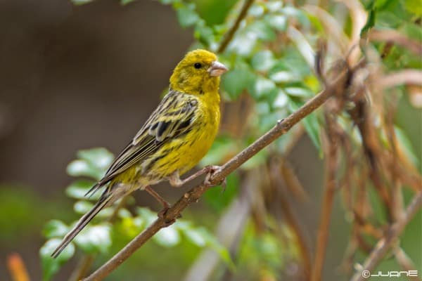 Island canary perched