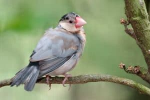 Java Sparrow (Padda oryzivora) - Hawaii Bird Guide