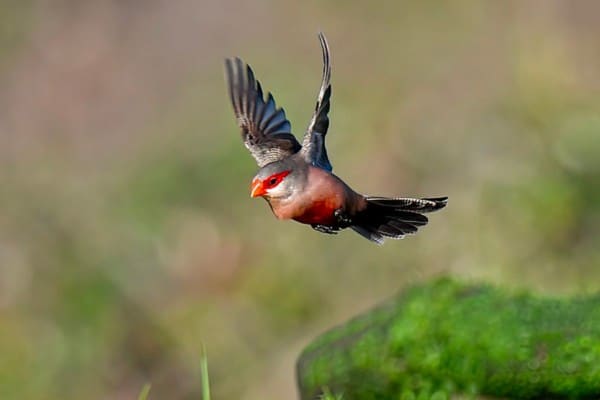 Male common waxbill flying