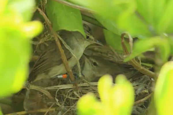Millerbird pair at nest