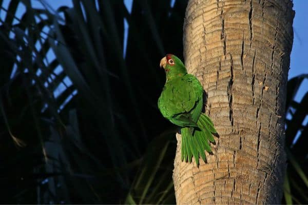 Mitred parakeet on a tree