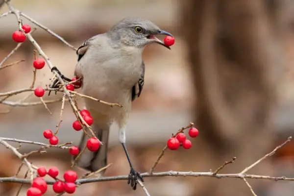 Northern mockingbird eating berries