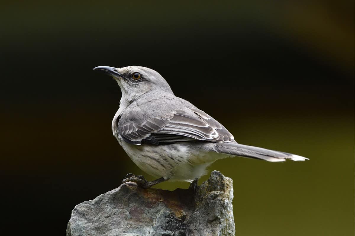 Northern mockingbird mount on a rock