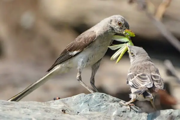Northern mockingbirds captured insect