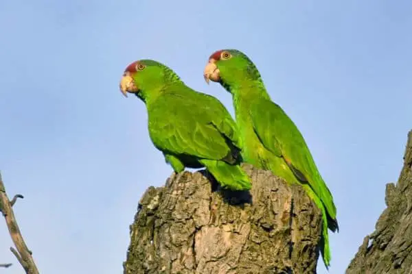 Pair of red-crowned amazon perched
