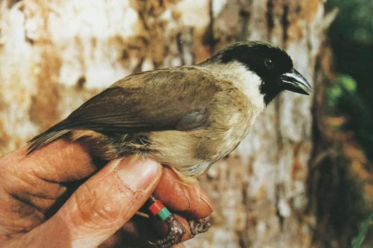 Poʻouli perched on a man's hand