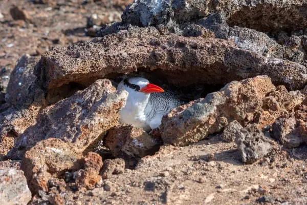 Red-billed tropicbird nesting