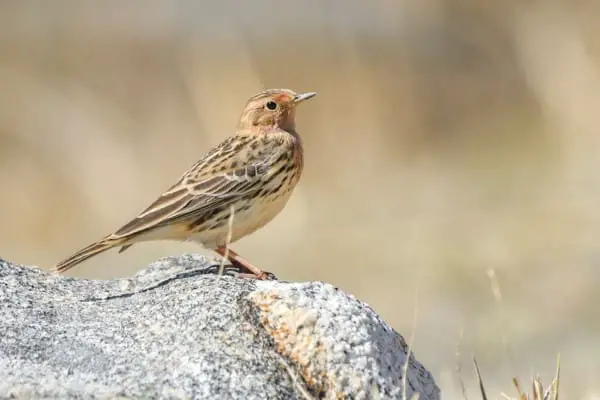 Red-throated pipit on a rock