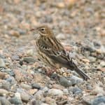 Red-throated pipit on rocky surface