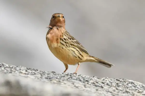 Red-throated pipit standing