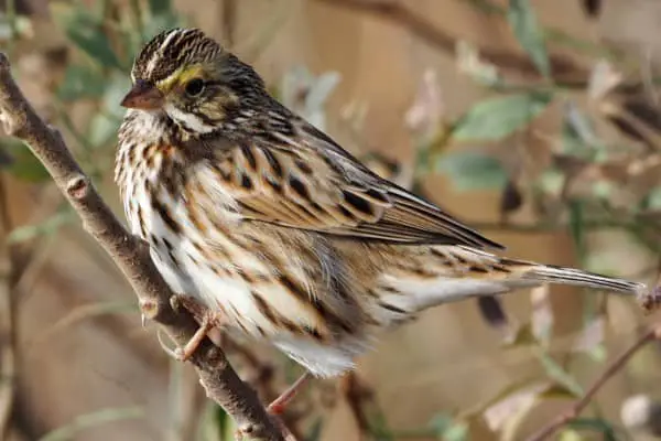 Savannah sparrow perching