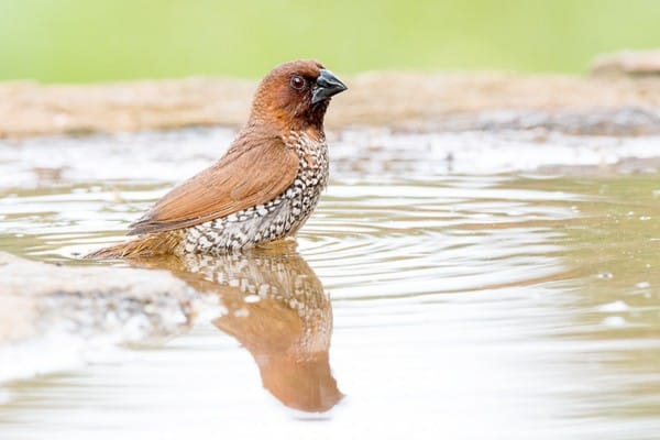 Scaly-breasted munia foraging