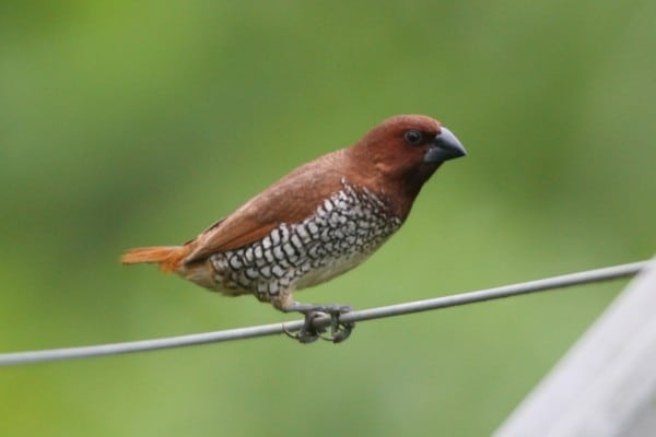 Scaly-breasted munia perching