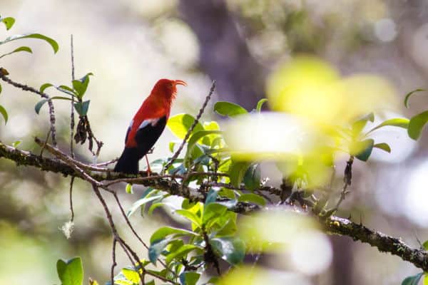 Scarlet honeycreeper perched