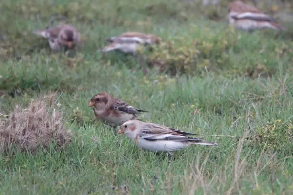 Snow buntings foraging