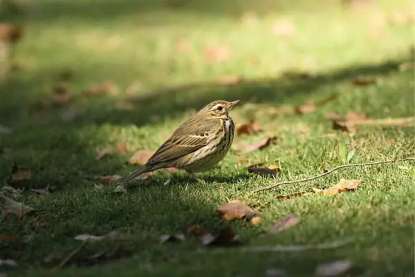 Standing olive-backed pipit