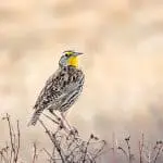 Western meadowlark perched