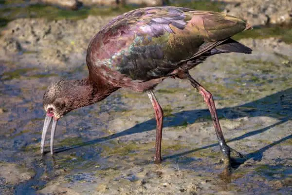 White-faced ibis in breeding plumage