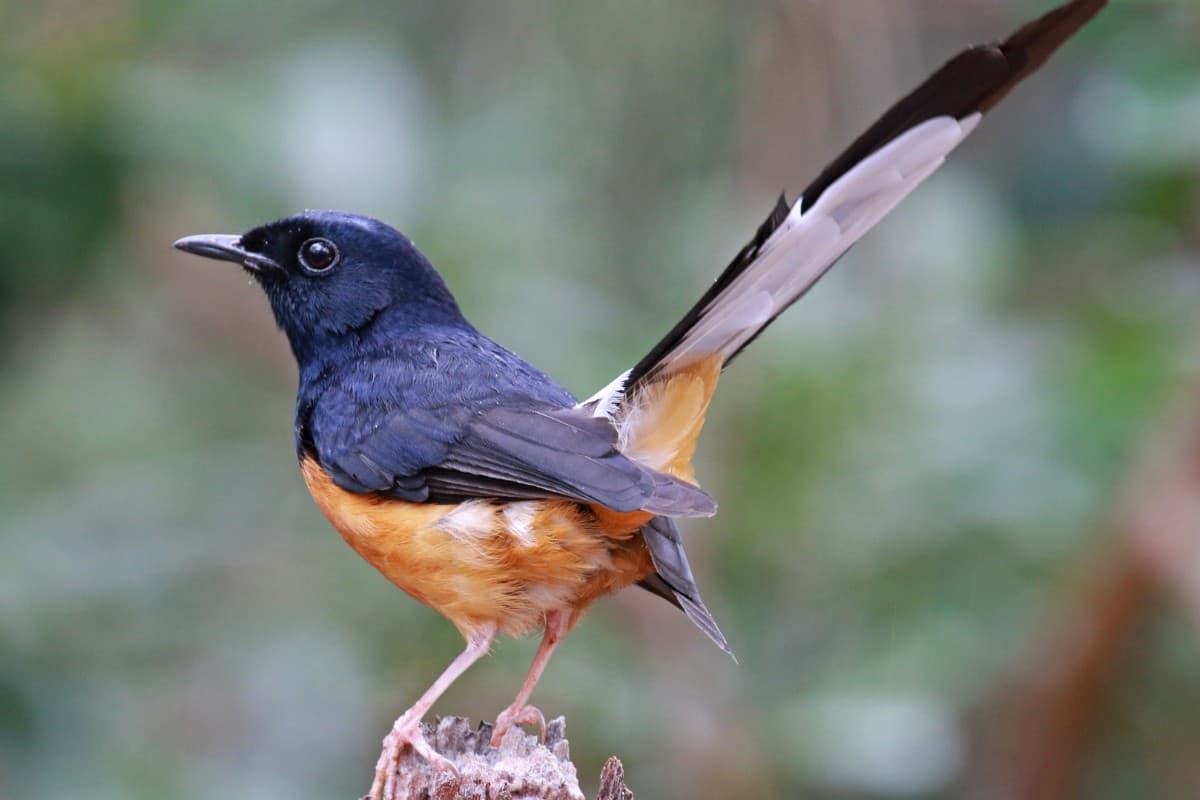 White-rumped shama perched