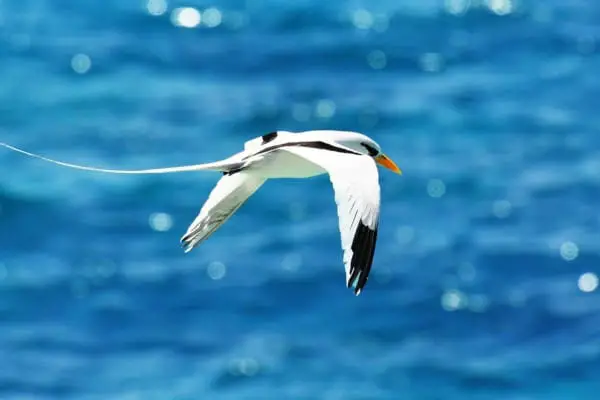 White-tailed tropicbird flying
