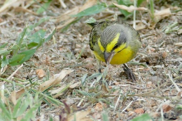 Yellow-fronted canary foraging